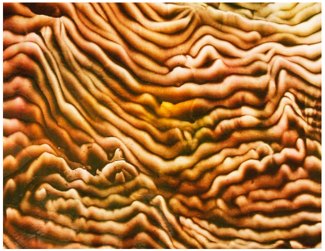 N° 8 130x97 cm: 51x 38 inches. Huile sur toile.