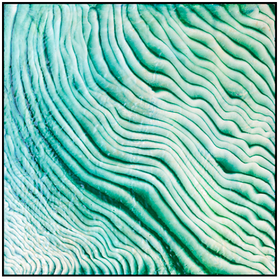 N° 9 80x80 cm: 31x31 inches. Encaustique, huile sur bois.